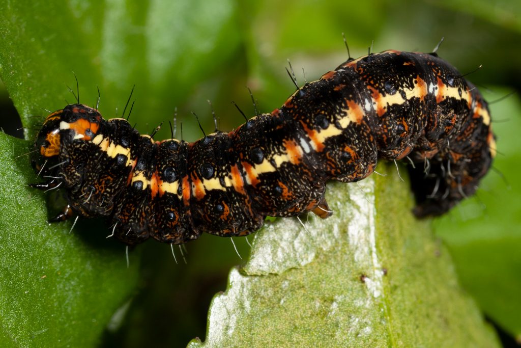 More And More Caterpillars Cesar Australia