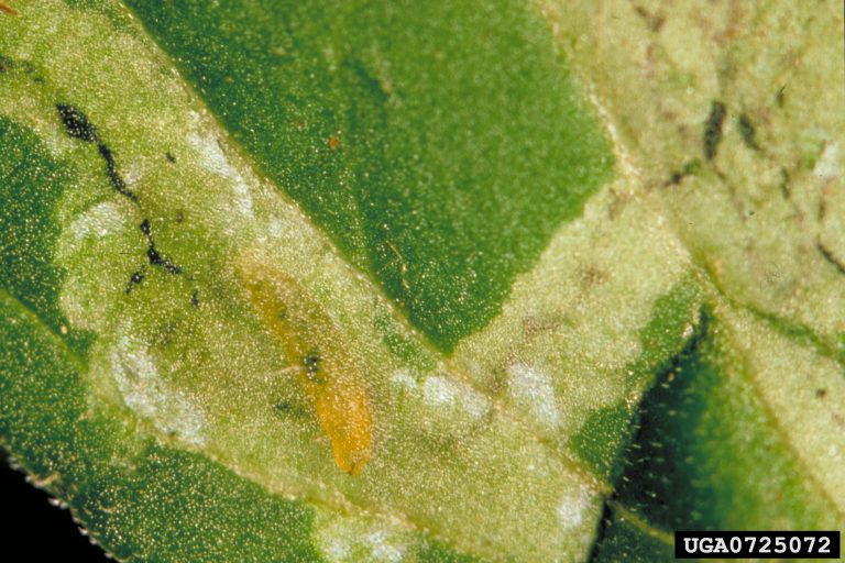 The serpentine leafminer now present in Victoria Cesar Australia