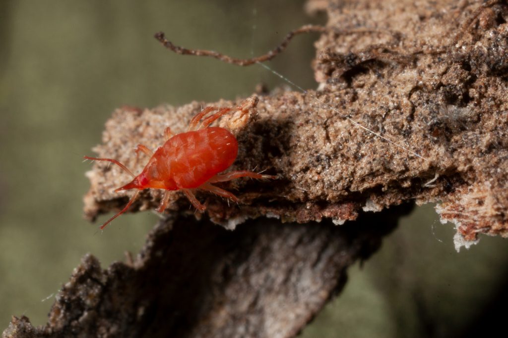 Hidden housemates: springtails are everywhere, even in your home