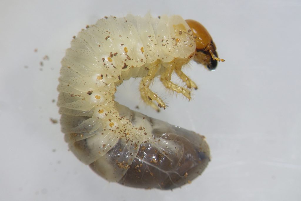 scarab beetle larvae