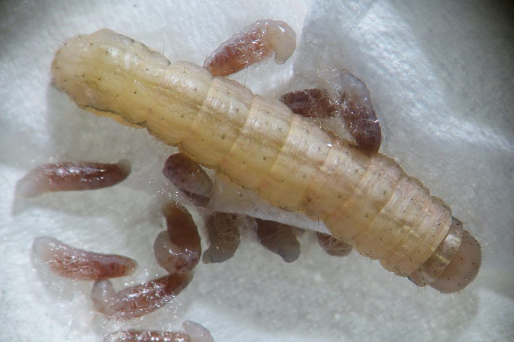 Native armyworms in crops this spring – Cesar Australia