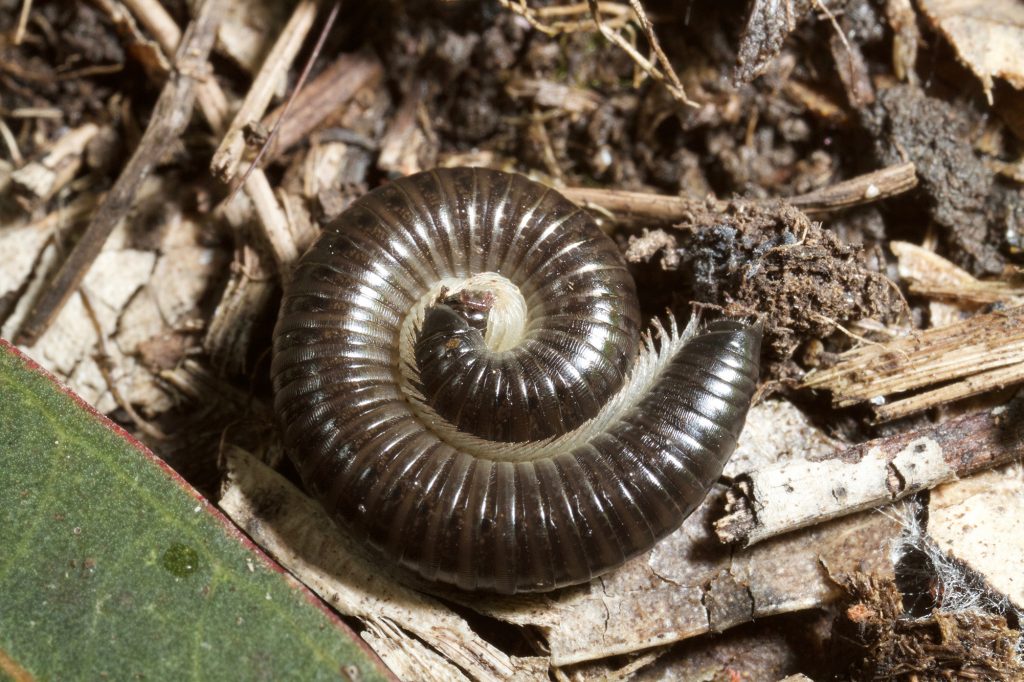 house millipede