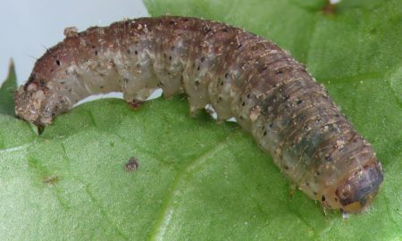 cutworm caterpillar