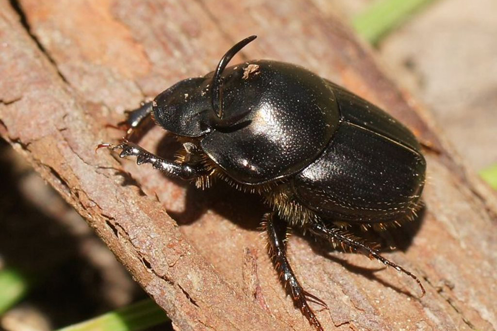 Dung Beetle Onthophagus Taurus Reiner Richter CC BY 3.0 AU 