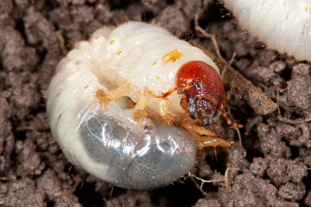 scarab beetle larvae