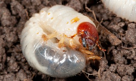 Redheaded pasture cockchafer Cesar Australia