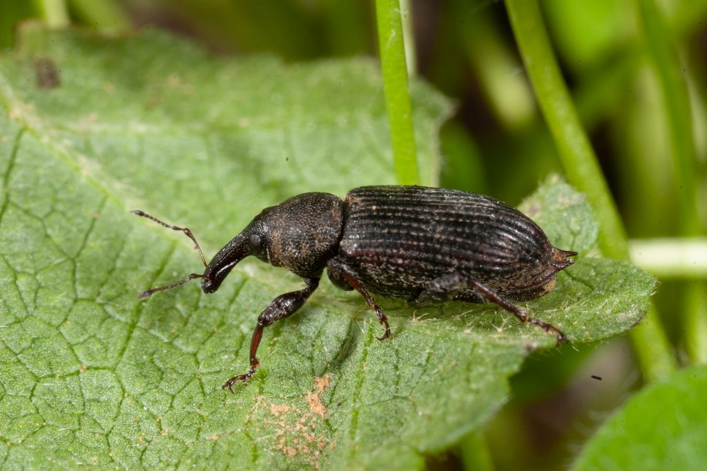 spine-tailed weevil