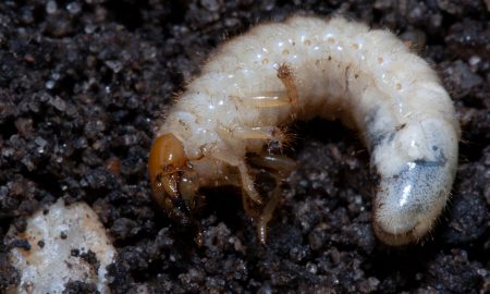 White Grubs [fact sheet]