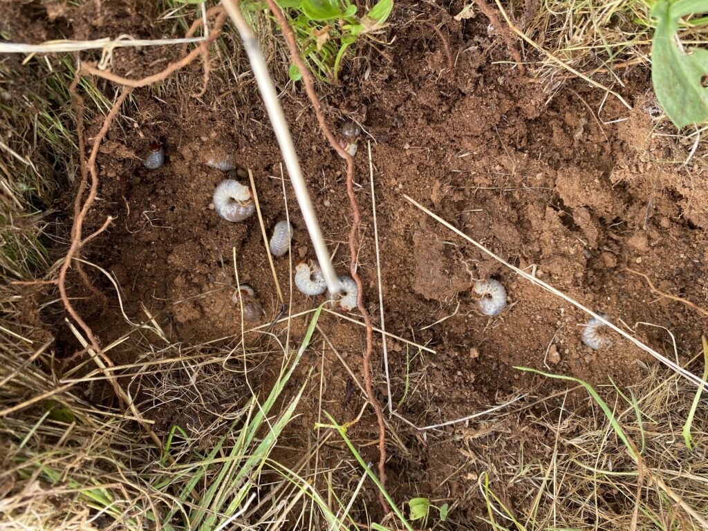 larvae redheadded pasture cockchafer