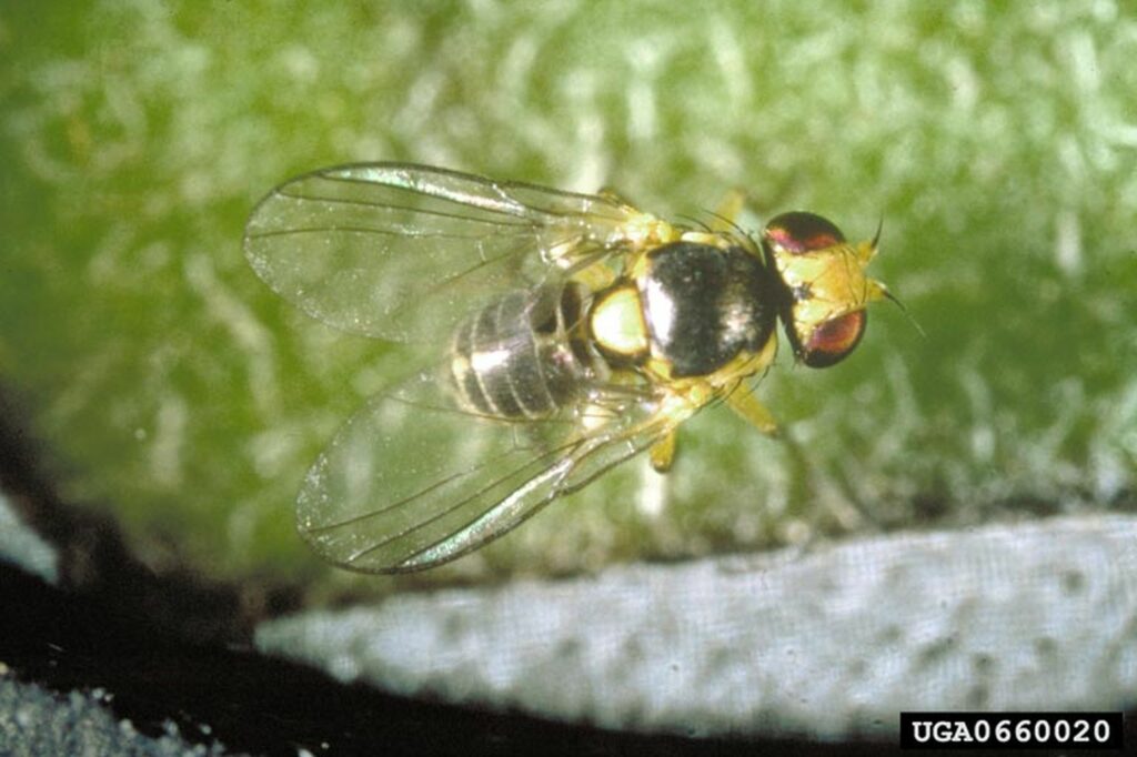 American serpentine leafminer