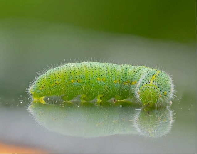 Wet weather brings out cabbage white butterfly and other pests Cesar Australia