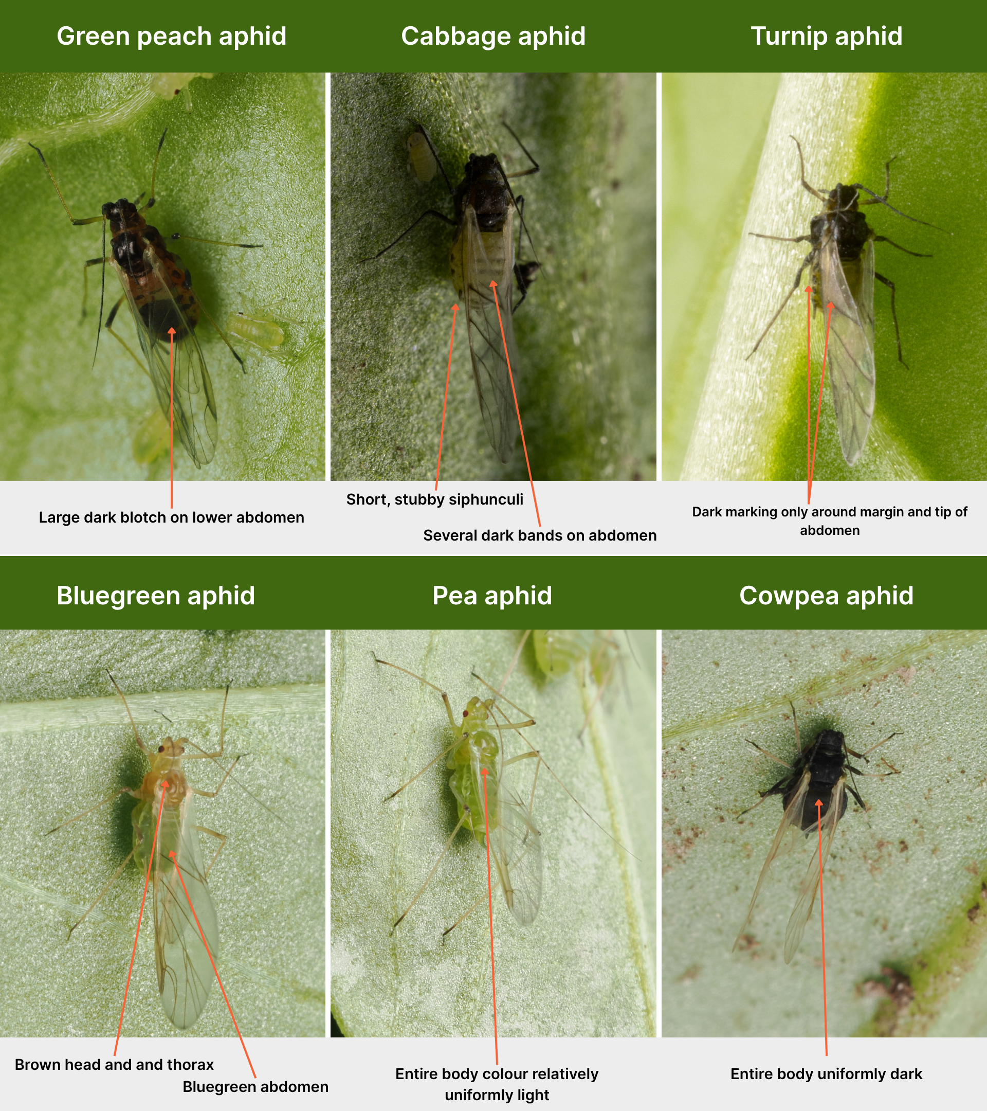 Winged Aphi Answering your FAQs about green peach aphid management – Cesar Australia